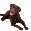 chocolate-lab-png